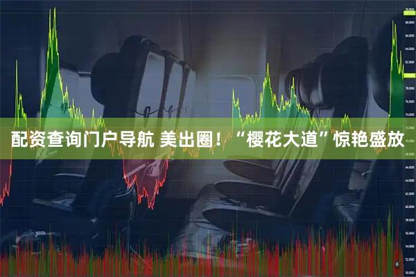 配资查询门户导航 美出圈！“樱花大道”惊艳盛放